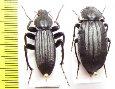 Tenebrionidae sp., pair  Madagascar - INSECTS-STORE.RU