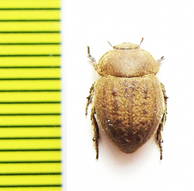 Bartolozzia hispida  Madagascar - INSECTS-STORE.RU