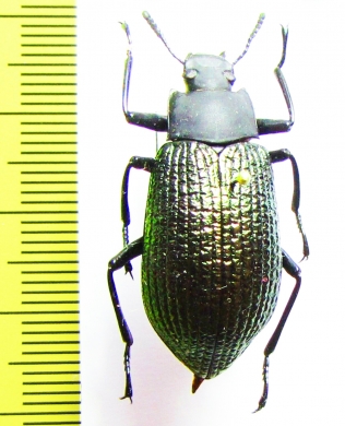 Drocleana puberula  Madagascar - INSECTS-STORE.RU