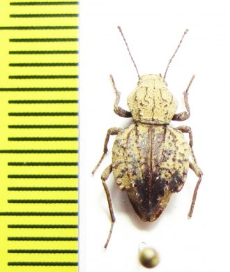 Gliptophrynus sp.  Madagascar - INSECTS-STORE.RU