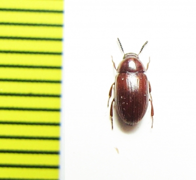 Platydema sp.  Madagascar - INSECTS-STORE.RU