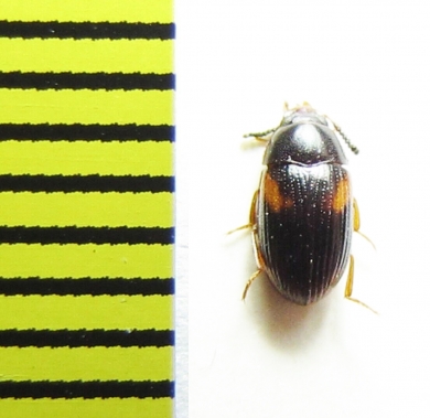 Platydema sp.  Madagascar - INSECTS-STORE.RU