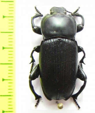 Styphacus decorsei  Madagascar - INSECTS-STORE.RU