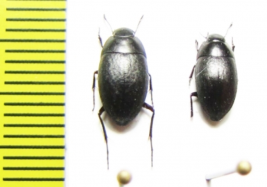 Zophosis madagascariensis  Madagascar - INSECTS-STORE.RU