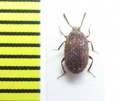 Tenebrionidae sp.  Central Africa Rep. - INSECTS-STORE.RU