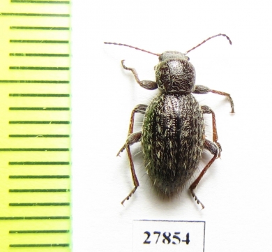 Tenebrionidae sp.  Namibia - INSECTS-STORE.RU