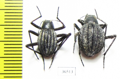 Tenebrionidae sp., pair  South Africa Rep. - INSECTS-STORE.RU