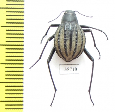 Tenebrionidae sp.  South Africa Rep. - INSECTS-STORE.RU