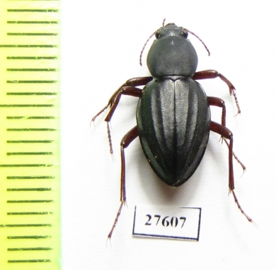 Tenebrionidae sp.  South Africa Rep. - INSECTS-STORE.RU