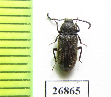 Tenebrionidae sp.  South Africa Rep. - INSECTS-STORE.RU