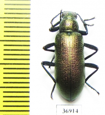 Tenebrionidae sp.  South Africa Rep. - INSECTS-STORE.RU