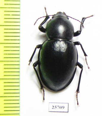 Tenebrionidae sp.  South Africa Rep. - INSECTS-STORE.RU