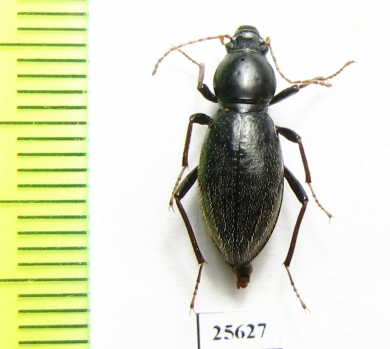 Tenebrionidae sp.  South Africa Rep. - INSECTS-STORE.RU