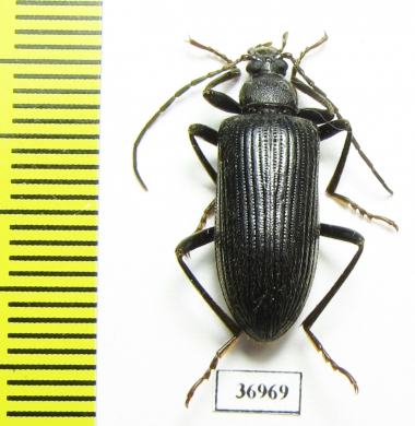 Tenebrionidae sp.  South Africa Rep. - INSECTS-STORE.RU