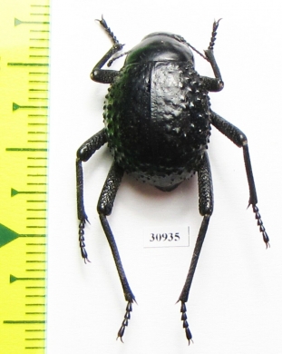 Physosterna sp.  South Africa Rep. - INSECTS-STORE.RU