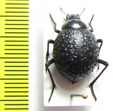 Physosterna sp.  South Africa Rep. - INSECTS-STORE.RU