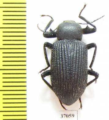 Tenebrionidae sp.  South Africa Rep. - INSECTS-STORE.RU