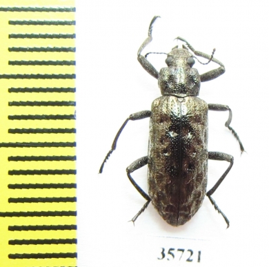 Tenebrionidae sp.  South Africa Rep. - INSECTS-STORE.RU