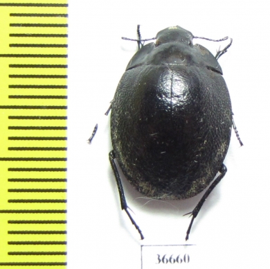 Tenebrionidae sp.  South Africa Rep. - INSECTS-STORE.RU