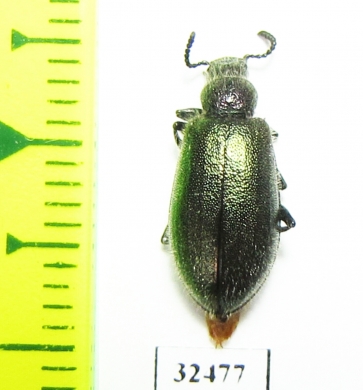 Tenebrionidae sp.  South Africa Rep. - INSECTS-STORE.RU