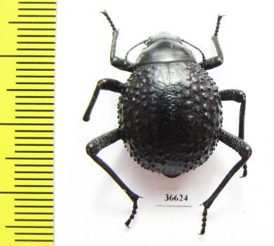 Physosterna sp.  South Africa Rep. - INSECTS-STORE.RU