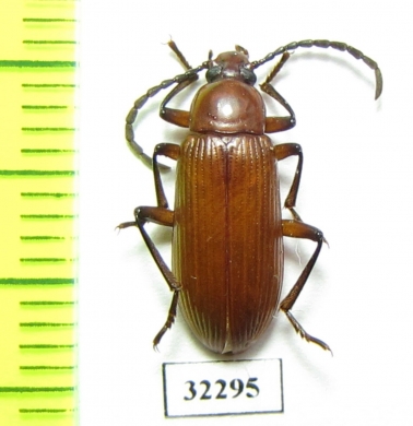 Tenebrionidae sp.  South Africa Rep. - INSECTS-STORE.RU