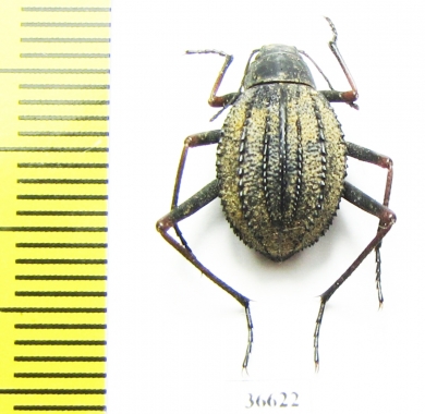 Tenebrionidae sp.  South Africa Rep. - INSECTS-STORE.RU