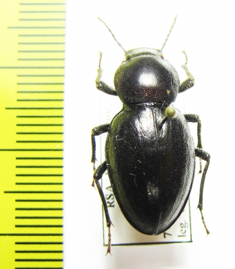 Tenebrionidae sp.  South Africa Rep. - INSECTS-STORE.RU