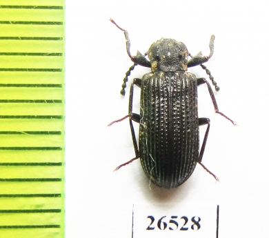 Tenebrionidae sp.  South Africa Rep. - INSECTS-STORE.RU