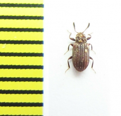 Tenebrionidae sp.  South Africa Rep. - INSECTS-STORE.RU