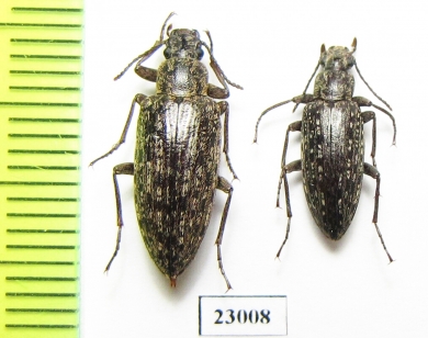 Tenebrionidae sp.  South Africa Rep. - INSECTS-STORE.RU