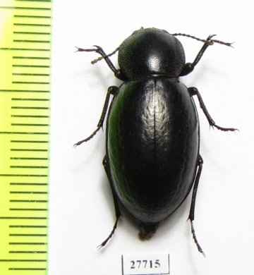 Tenebrionidae sp.  South Africa Rep. - INSECTS-STORE.RU