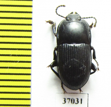 Tenebrionidae sp.  South Africa Rep. - INSECTS-STORE.RU