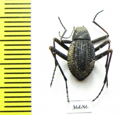 Tenebrionidae sp.  South Africa Rep. - INSECTS-STORE.RU