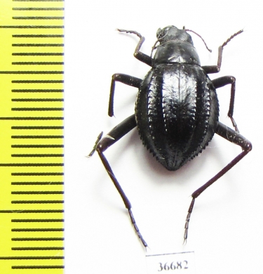 Tenebrionidae sp.  South Africa Rep. - INSECTS-STORE.RU