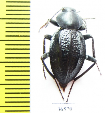 Tenebrionidae sp.  South Africa Rep. - INSECTS-STORE.RU
