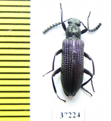 Tenebrionidae sp.  South Africa Rep. - INSECTS-STORE.RU