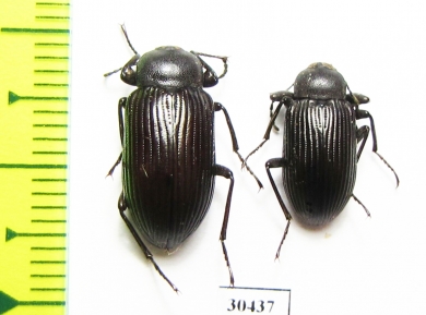 Tenebrionidae sp.  South Africa Rep. - INSECTS-STORE.RU