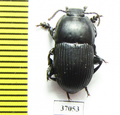 Tenebrionidae sp.  South Africa Rep. - INSECTS-STORE.RU