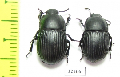 Tenebrionidae sp.  South Africa Rep. - INSECTS-STORE.RU