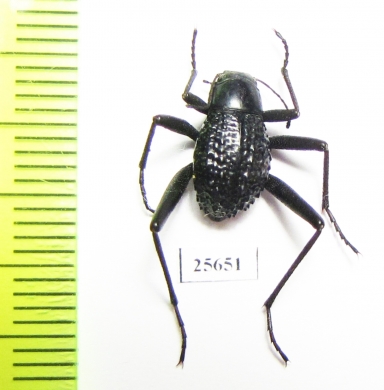 Tenebrionidae sp.  South Africa Rep. - INSECTS-STORE.RU