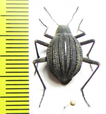 Tenebrionidae sp.  South Africa Rep. - INSECTS-STORE.RU