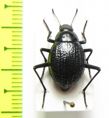 Tenebrionidae sp.  South Africa Rep. - INSECTS-STORE.RU