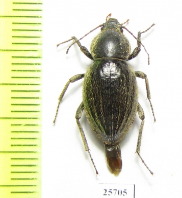 Tenebrionidae sp.  South Africa Rep. - INSECTS-STORE.RU