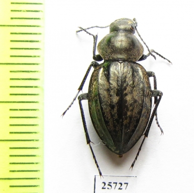 Tenebrionidae sp.  South Africa Rep. - INSECTS-STORE.RU