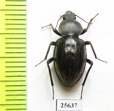 Tenebrionidae sp.  South Africa Rep. - INSECTS-STORE.RU