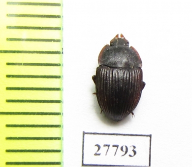 Tenebrionidae sp.  South Africa Rep. - INSECTS-STORE.RU