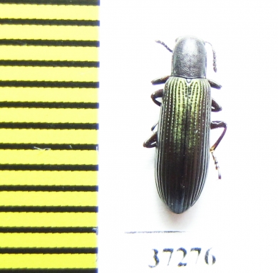 Tenebrionidae sp.  South Africa Rep. - INSECTS-STORE.RU