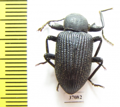 Tenebrionidae sp.  South Africa Rep. - INSECTS-STORE.RU