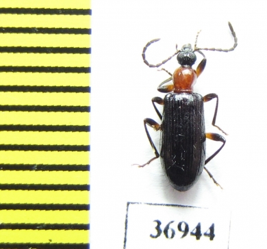 Tenebrionidae sp.  South Africa Rep. - INSECTS-STORE.RU